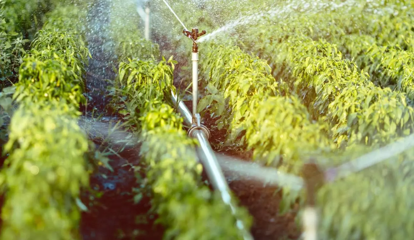 Banco do Nordeste aplica R$ 8,7 bilhões e cresce 87% no Plano Safra da Agricultura Familiar