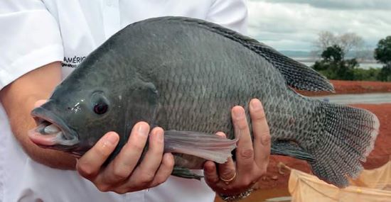 ARTIGO CIENTÍFICO - Pesticidas usados na cana-de-açúcar causam morte de tilápias