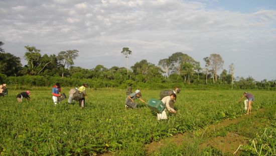 OPINIÃO -  Agricultura familiar no Brasil: importância e perspectivas futuras para seu fortalecimento