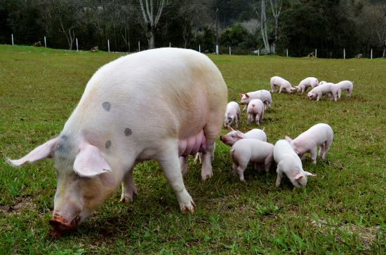 ARTIGO ACADÊMICO - Entendendo a relação do microbioma no desempenho do suíno