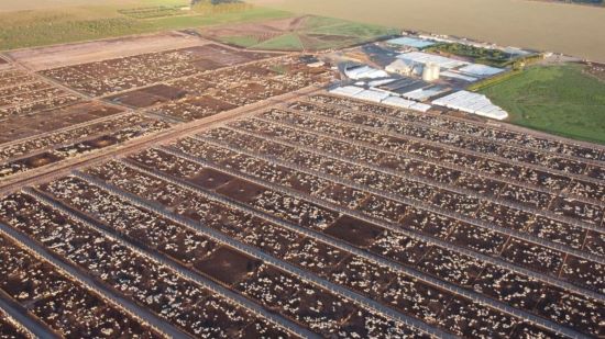 CERRADO BAIANO - Acordo de cooperação técnica impulsiona pecuária na Bahia