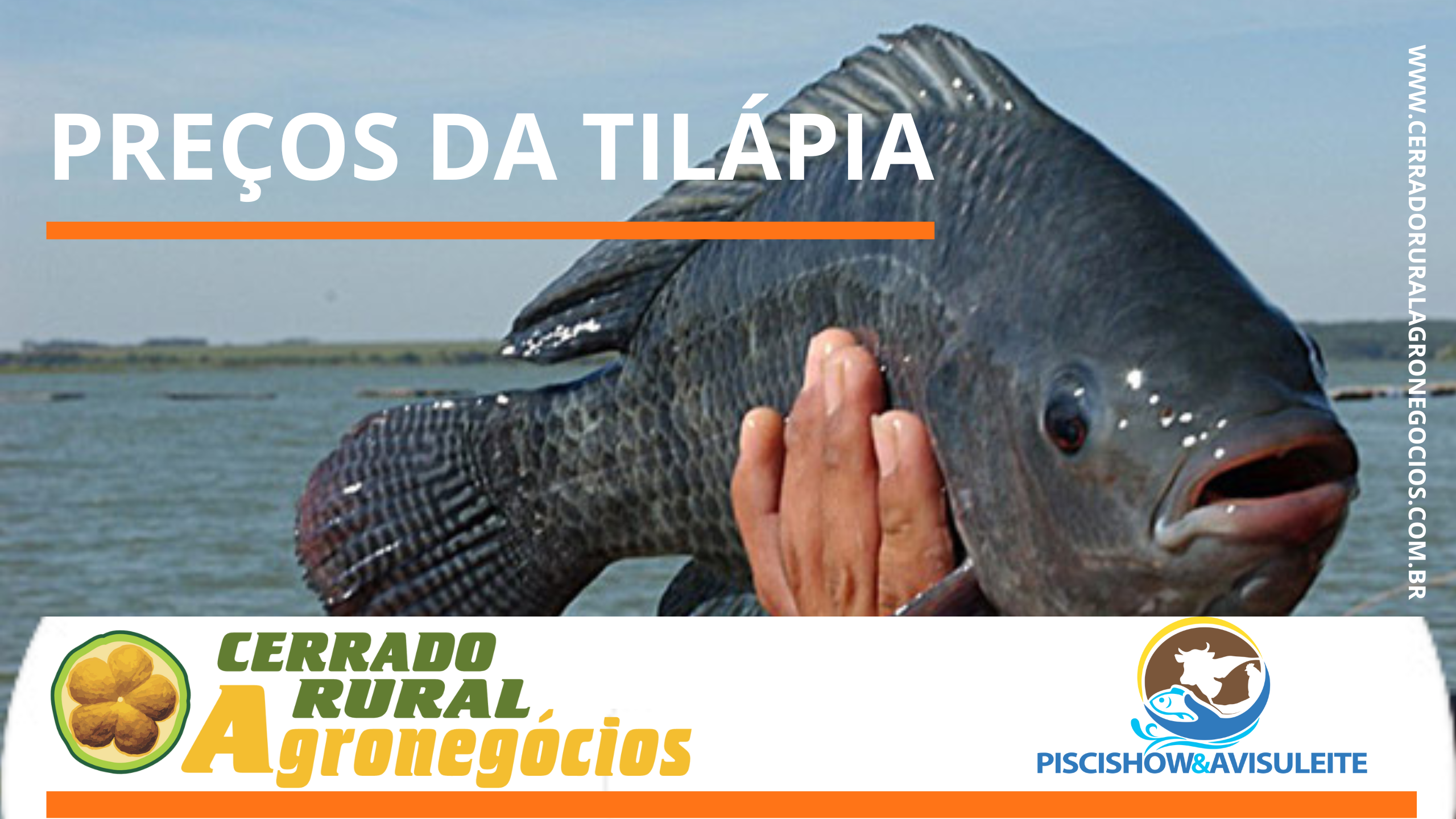 PREÇOS DA TILÁPIA – Norte do Paraná lidera com melhores preços; Grandes Lagos apresentam menor valor