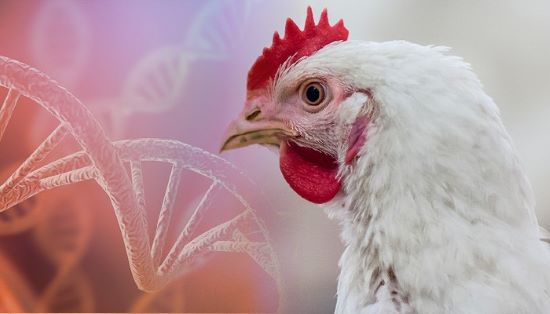 ARTIGO - Estudo em aves detecta altos níveis de resistência  a antimicrobianos