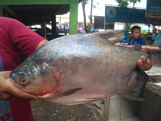 PPM MARABÁ - Munícipio consolida-se como quarto maior produtor de pescado no Pará, mas ainda enfrenta desafios para alcançar seu potencial máximo