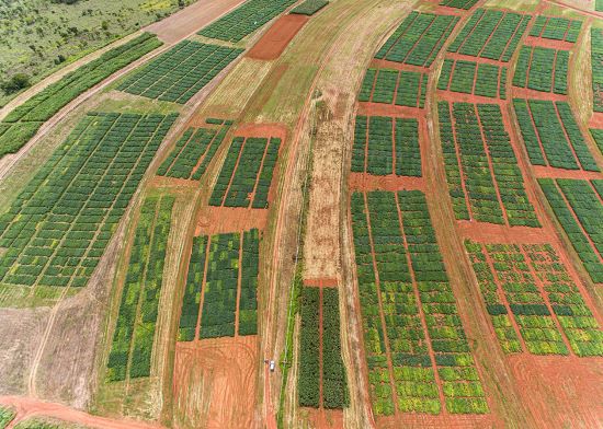 PESQUISA - Efeitos do El Niño na produtividade da soja no Cerrado brasileiro: um estudo inédito da Embrapa