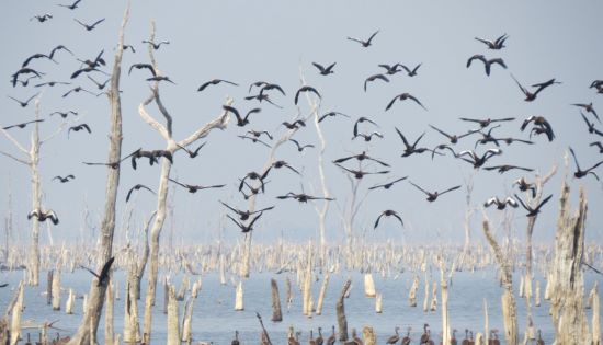 PREVENÇÃO -  Defesa sanitária do Tocantins intensifica prevenção contra Influenza Aviária com mapeamento de aves migratórias na Ilha do Bananal