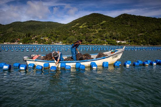 AQUICULTURA - Senar inicia Projeto Aquicultura Brasil para apoiar produtores rurais