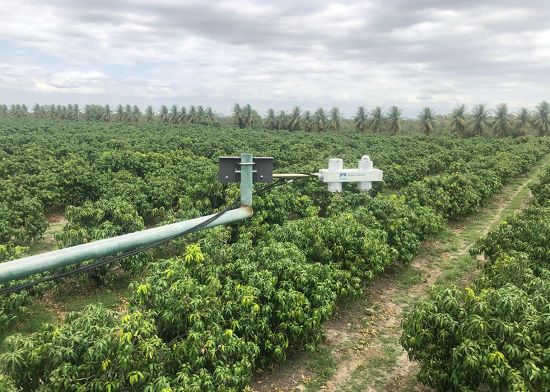 IRRIGAÇÃO SUSTENTÁVEL - Manga Palmer no Semiárido tem potencial de economizar 31% de água nos pomares