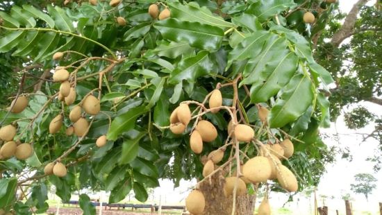 REFLORESTAR - Inovação na restauração ecológica: Cápsulas biodegradáveis aumentam germinação de sementes do Cerrado