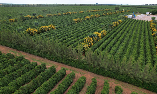 TRANSFORMAÇÃO - Tecnologias e sustentabilidade na cafeicultura