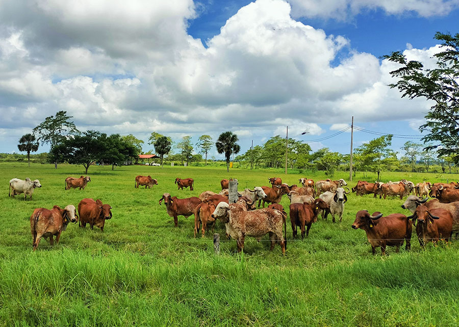 É TOP - Brasil exporta tecnologia para melhoramento genético de bovinos leiteiros