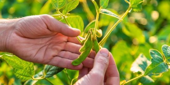 Bioinsumos em Risco: Entidades da Agropecuária Clamam por Aprovação do Projeto de Lei 658/2021