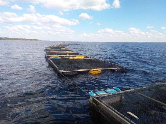 ANOTE AÍ - Prazo para Relatório Anual de Produção da Aquicultura em águas da União inicia em 1º de janeiro de 2025