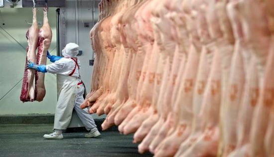 RECORDE - Recorde nas exportações de carne suína brasileira em 2024