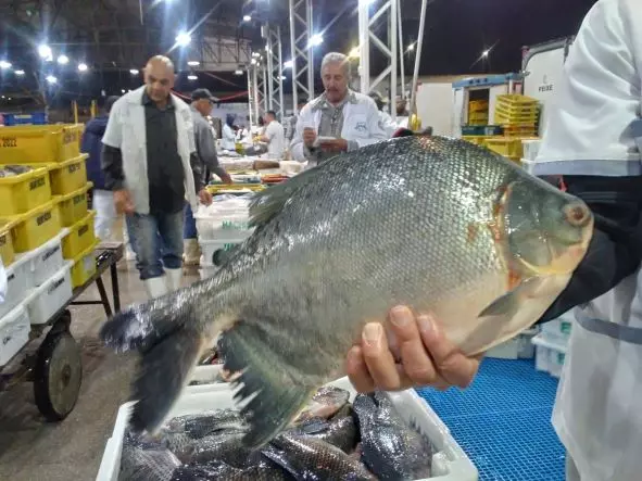 OPINIÃO – A Aquicultura e a Pesca: ambas têm seu espaço e valor