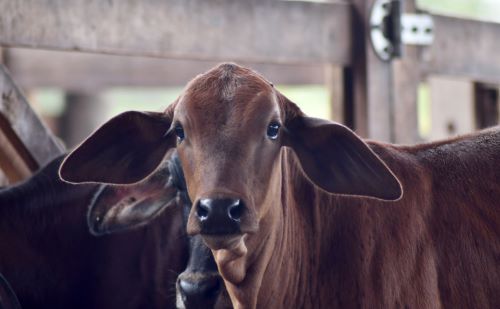 TOCANTINS - Estado alcança 90,58% de cobertura vacinal contra brucelose em bovinos