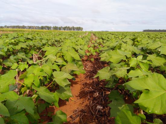 AGRO MAIS SUSTENTÁVEL – Certificadas ABR já podem se inscrever ao desconto nas taxas de juros de custeio