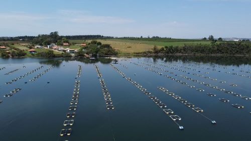 TANQUES-REDE – MPA autoriza novas cotas de produção de peixes em lagos do Nordeste