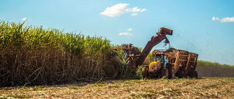 Insetos causam prejuízos de até R$ 5 bilhões nos canaviais