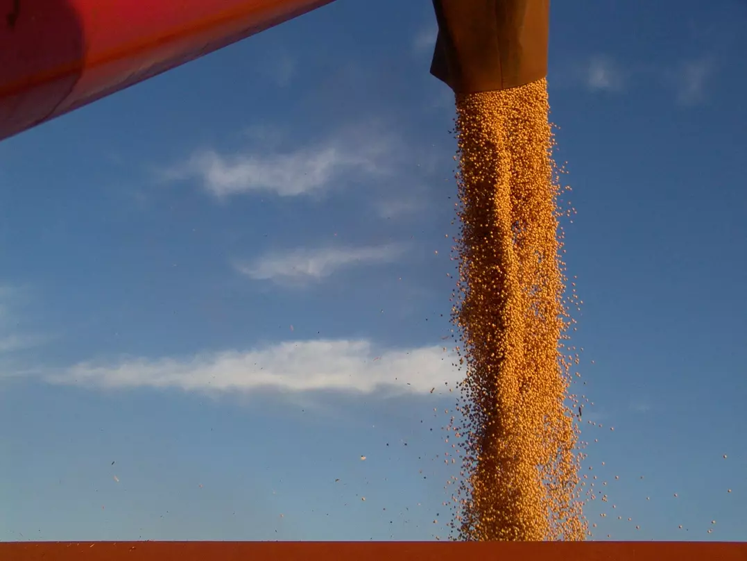 Agro Amazônia bate recorde em vendas de sementes de soja