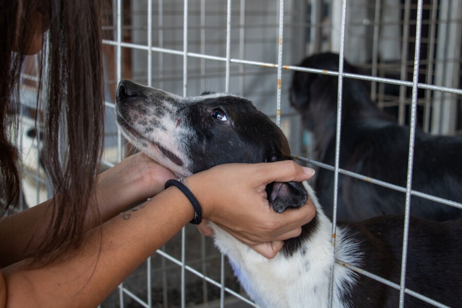 Feira de adoção de cães e gatos será no sábado (8) na UBS da Vila Menck