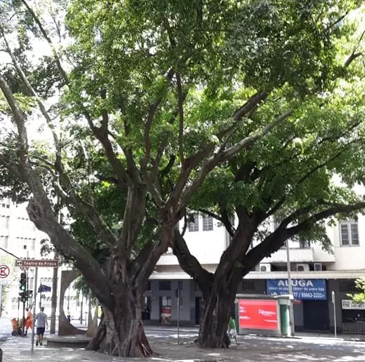 “Fícus” da Praça Afonso Arinos, no Centro da capital, precisa de atenção da PBH