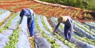 Mais de 60% da produção nacional de morango sai do Sul de Minas Gerais