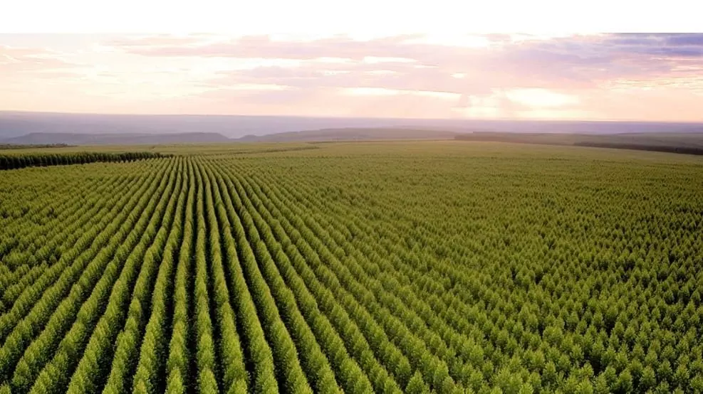 Minas Gerais, uma liderança no setor florestal