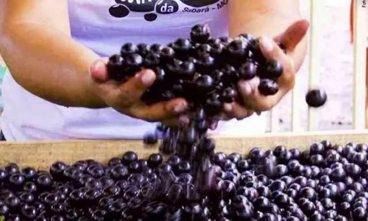 Festival de Jabuticaba de Sabará, fruta chamada ouro preto