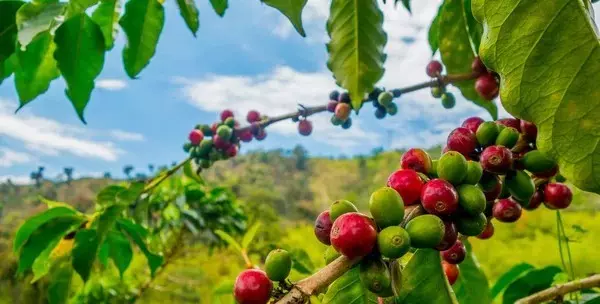 Do cafeeiro nada se perde, nem as folhas