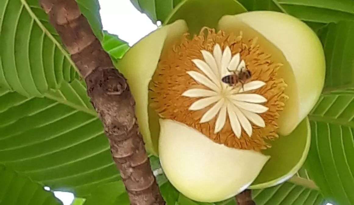 Maçã-de-elefante, conhece a fruta?