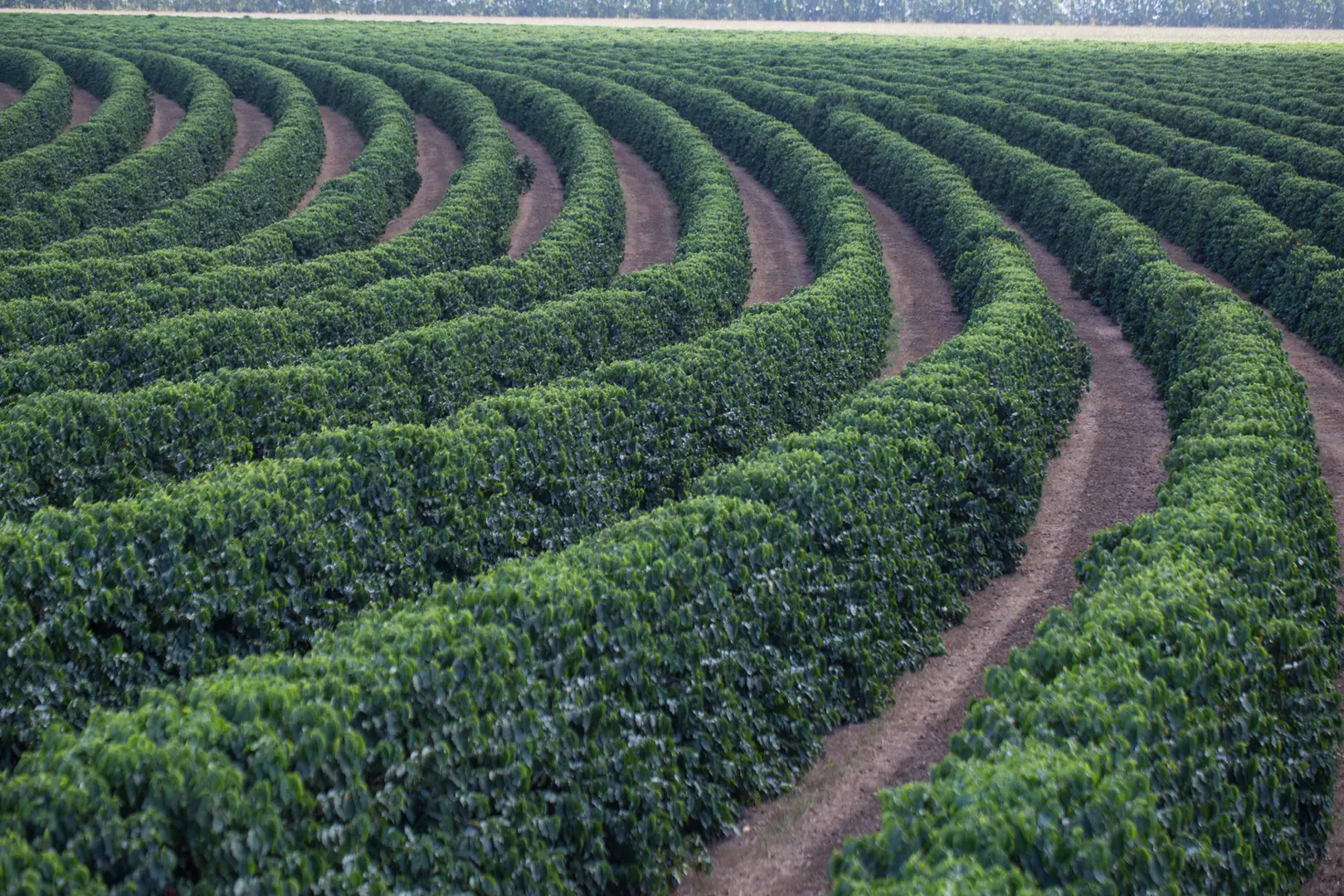 Minas é o maior produtor de café do planeta