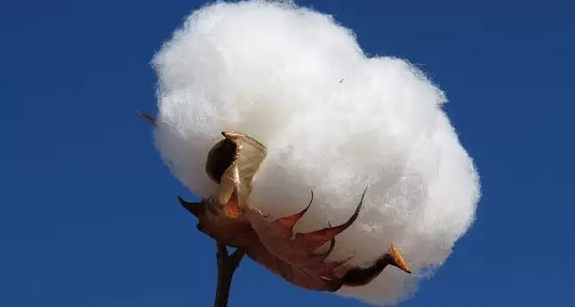 Minas produz a mais alta e eficiente pluma do País