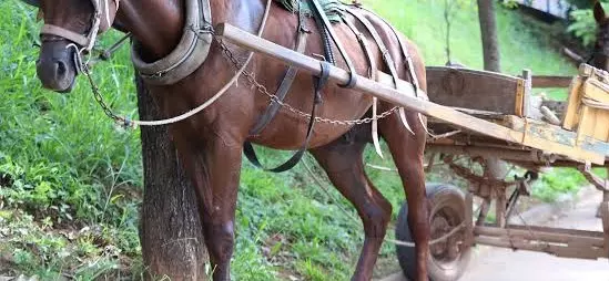 Carroças em BH estão com os meses contados