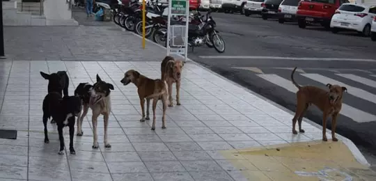 Matilha ataca autoridade na Praça Raul Soares