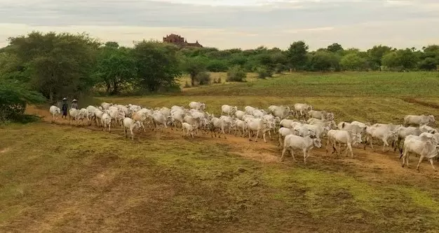 Agro cresce, mas a escassez de Água é maior