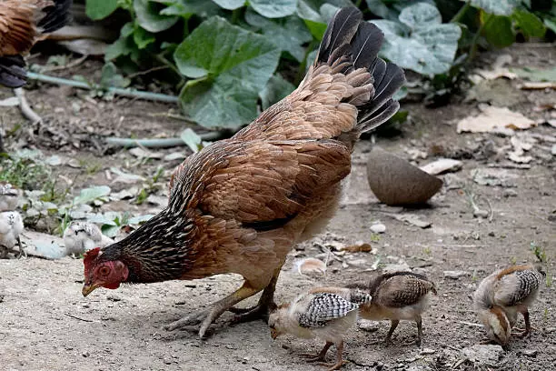 Galo, galinhas, patos e perus