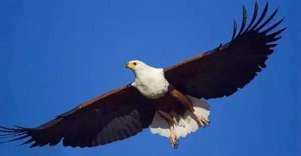 Águia ou galinha? Eis a questão