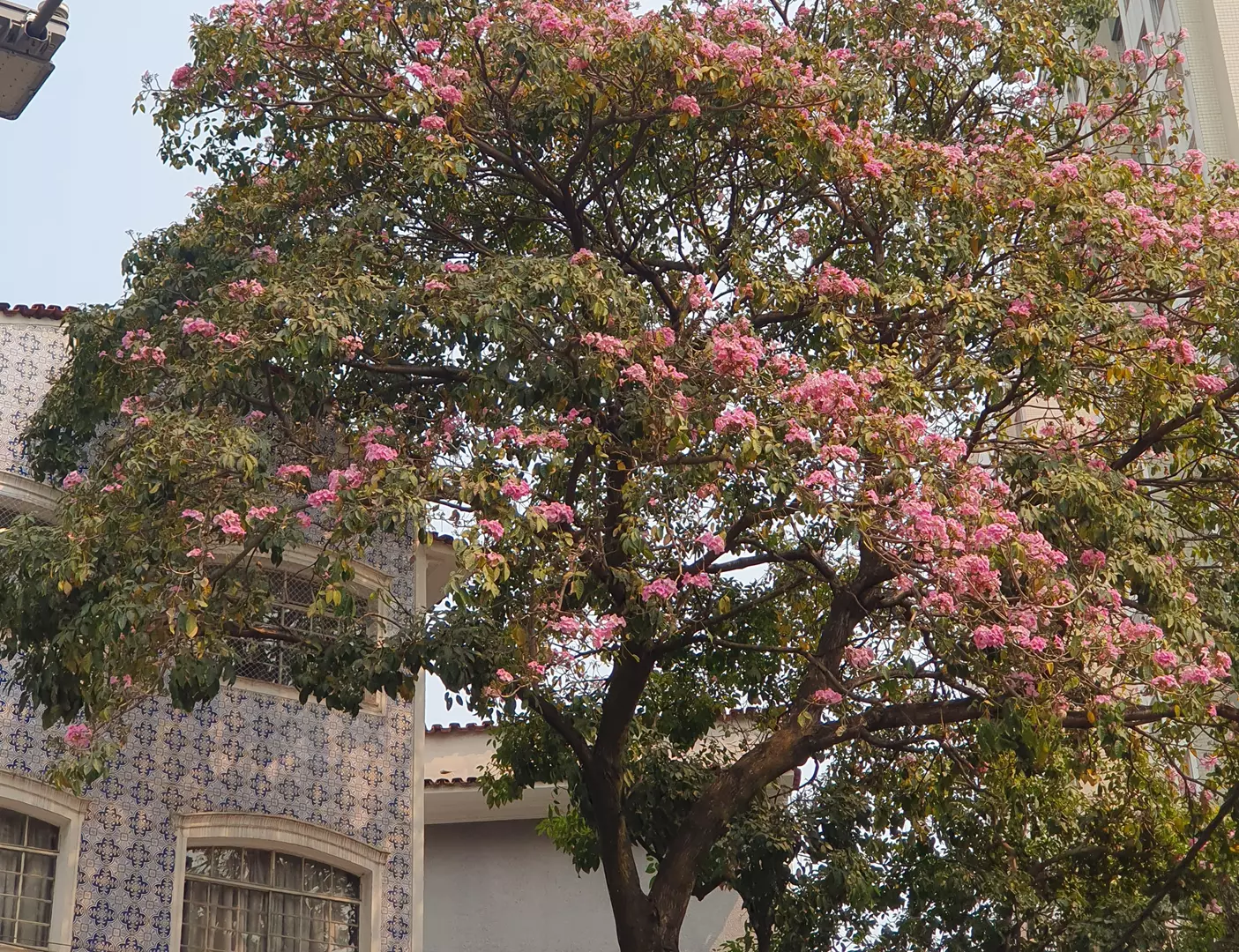 Espetáculo dos ipês rosas