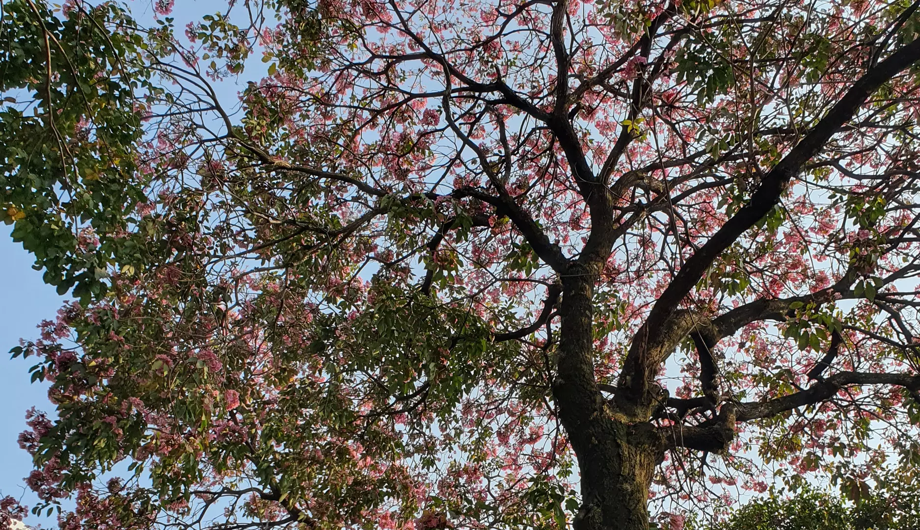 Em meio ao caos, a beleza das flores