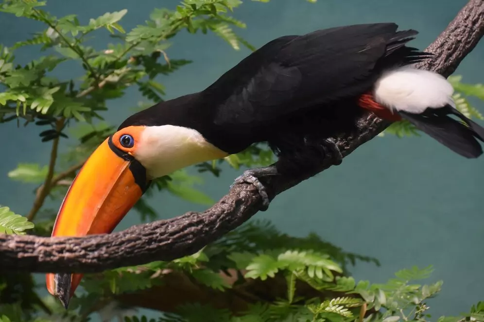 Um tucano fugidio do fogo