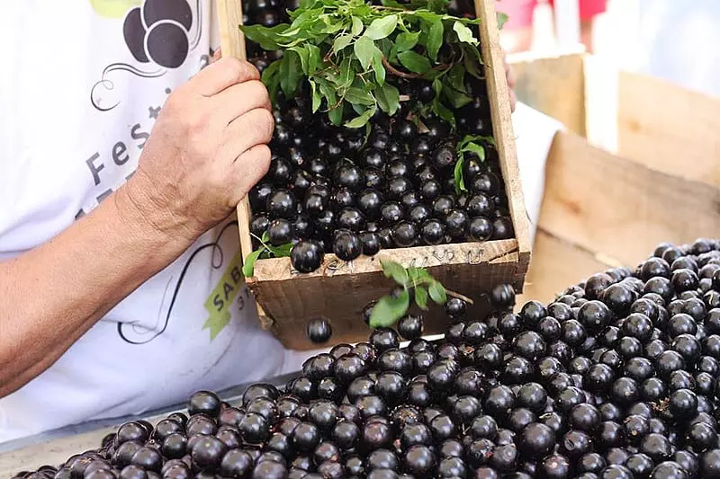 Chupar jabuticaba em Sabará