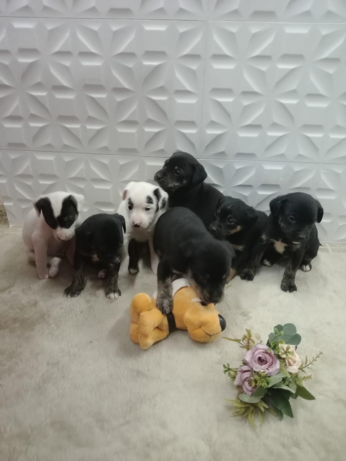 Doa-se cachorros que foram abandonados na Quinta dos Açorianos, interessados entrar em contato fone (41) 99950-9230 com a Tawanne