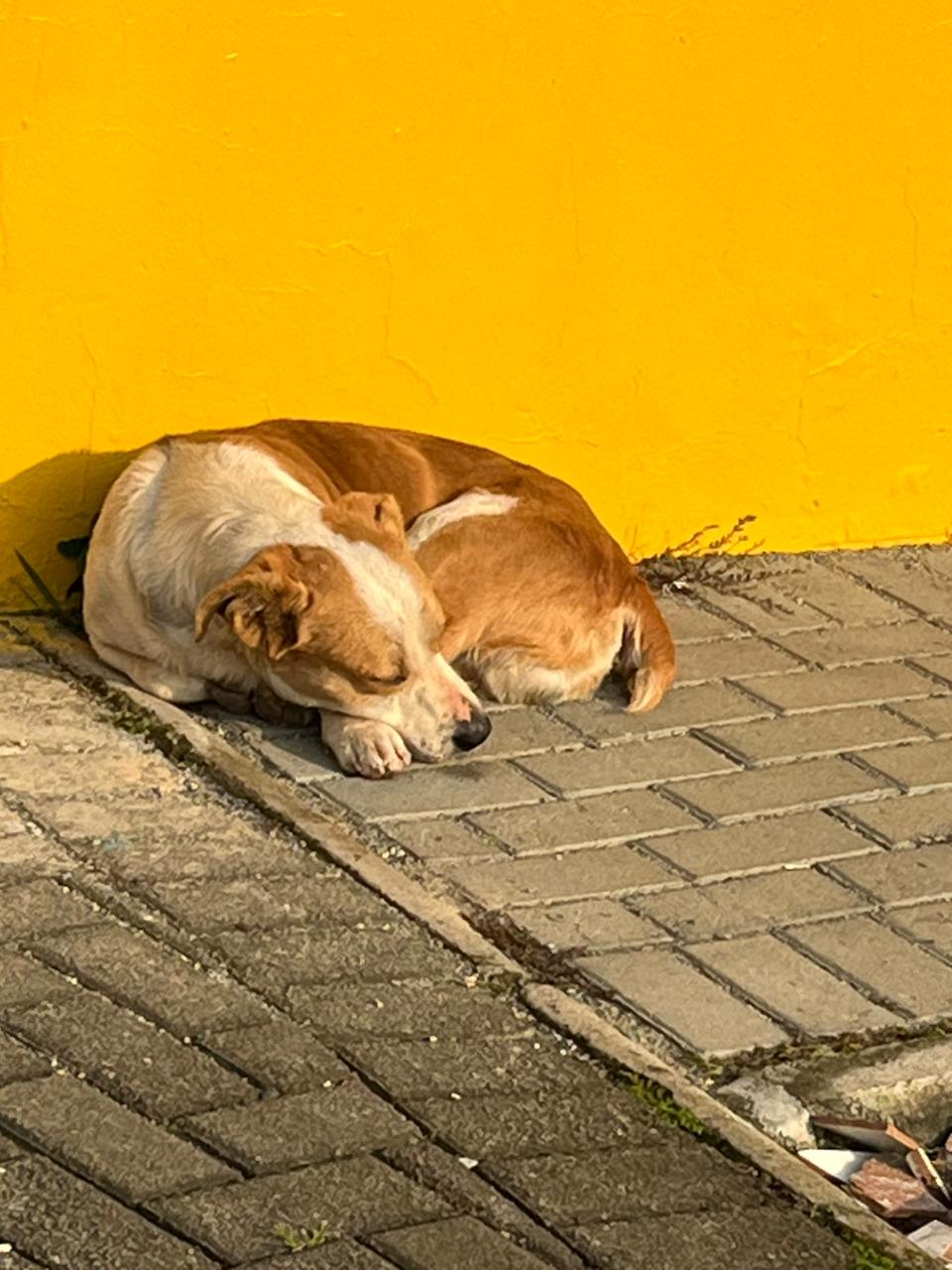 ESTOU PERDIDO NO JARDIM ICARAI , NA FRENTE DA ACADEMIA, ESEPERO QUE MEU TUTOR VENHA ME BUSCAR...VAMOS AJUDAR ELE RETORNAR PARA CASA..