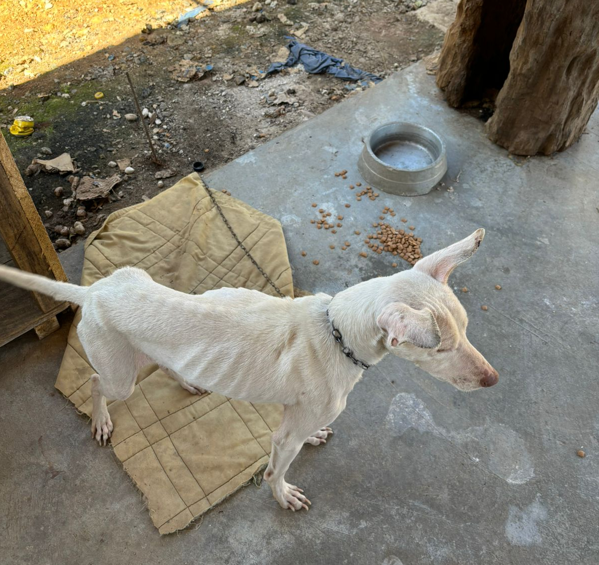 Delegacia de Proteção Animal de Joinville prende homem pela prática de maus-tratos a dois cães