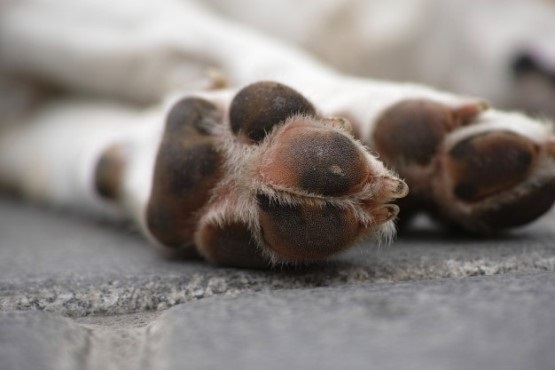 Homem que agrediu cão na orla de Balneário Camboriú é condenado por maus-tratos a animais