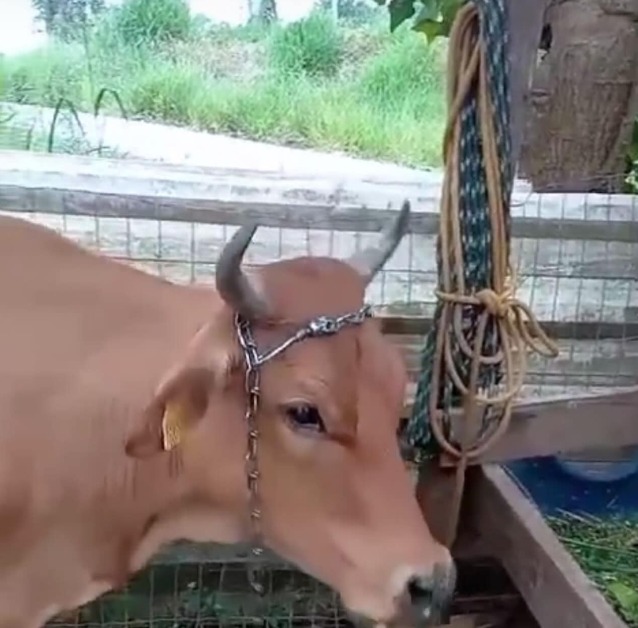 Perto do Ziriguidum   Vaca com chifre quebrado é levada por ladrões em Barra Velha