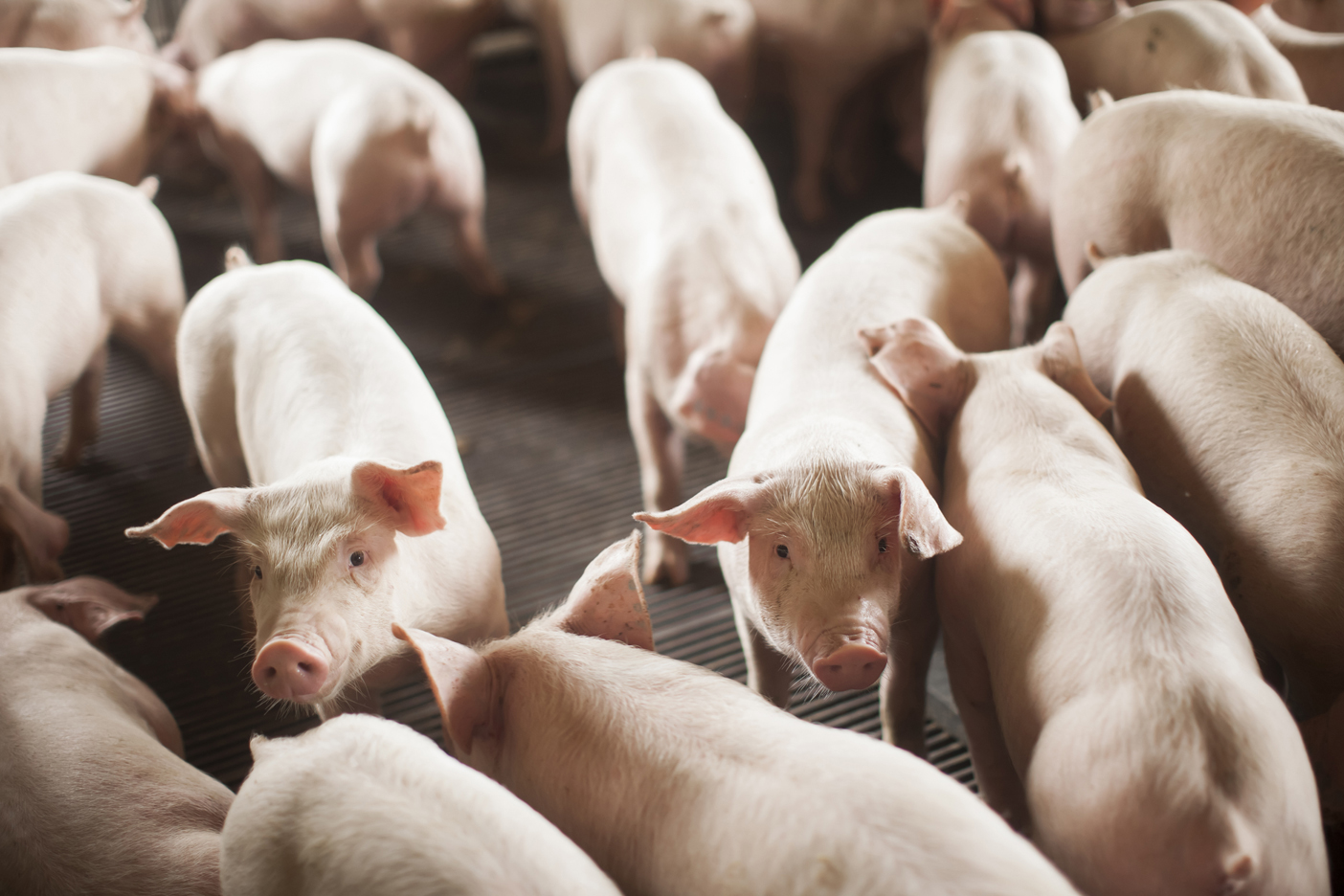 SC exporta 68 mil toneladas de carne suína em outubro e alcança o segundo melhor desempenho da série histórica