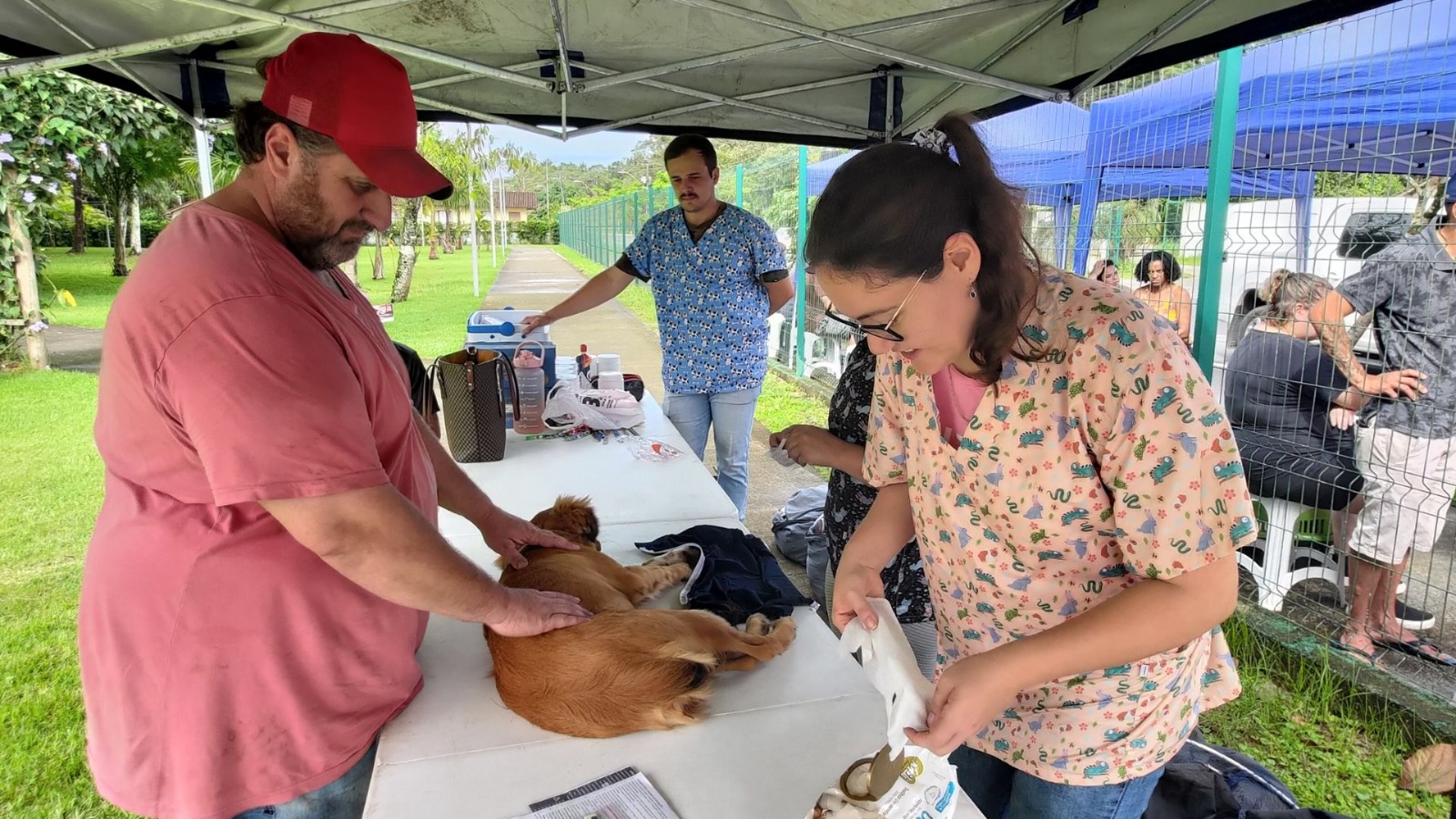 Mais de 200 animais são castrados no projeto Carreta Castração em Araquari