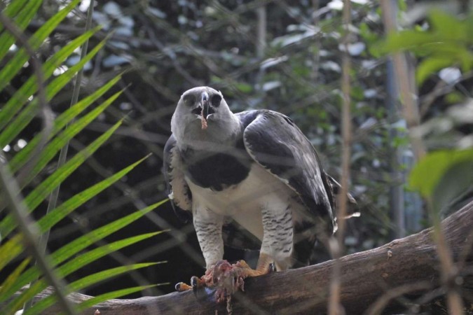 A exuberância das aves que vivem no Zoológico de Brasília